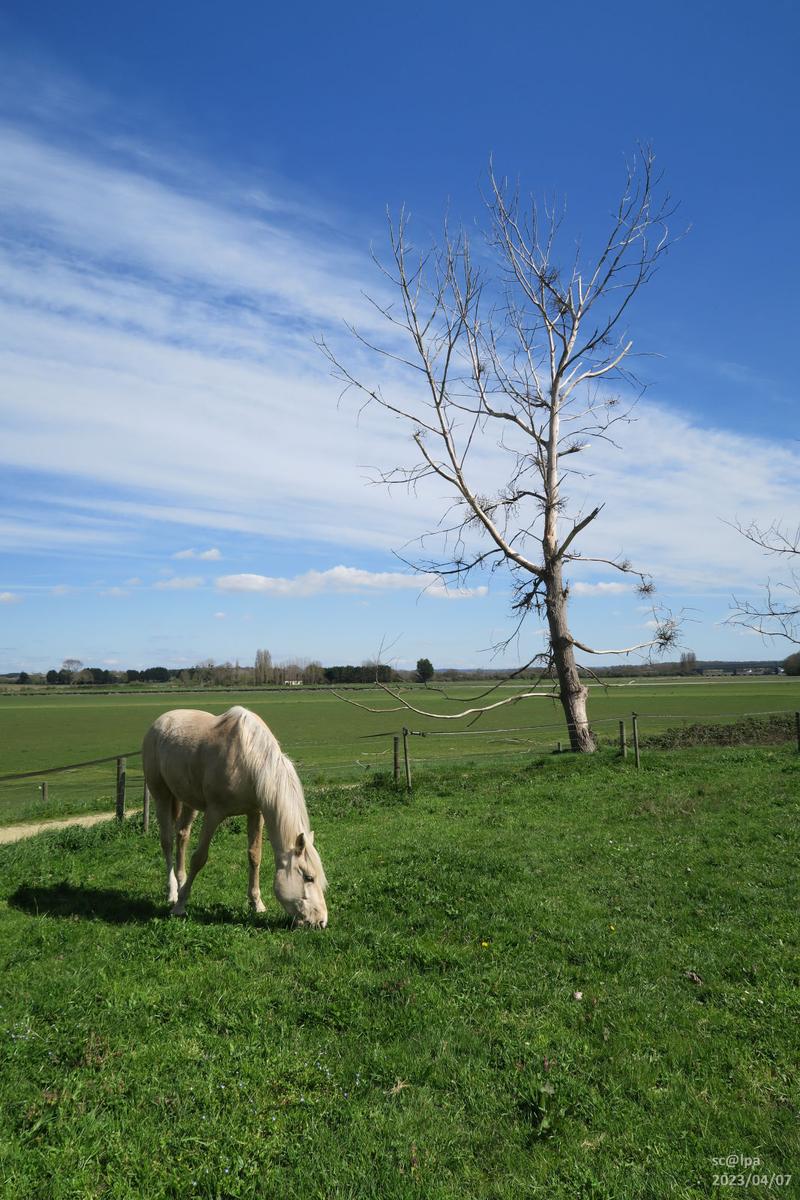 Cheval à l'arbre mort